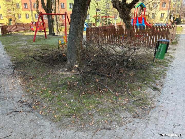 Powraca temat przycinki drzew na wiosnę. Jeden z Czytelników Stalowka.NET zwraca uwagę na ulicę Czarnieckiego, między blokami 9 i 11.