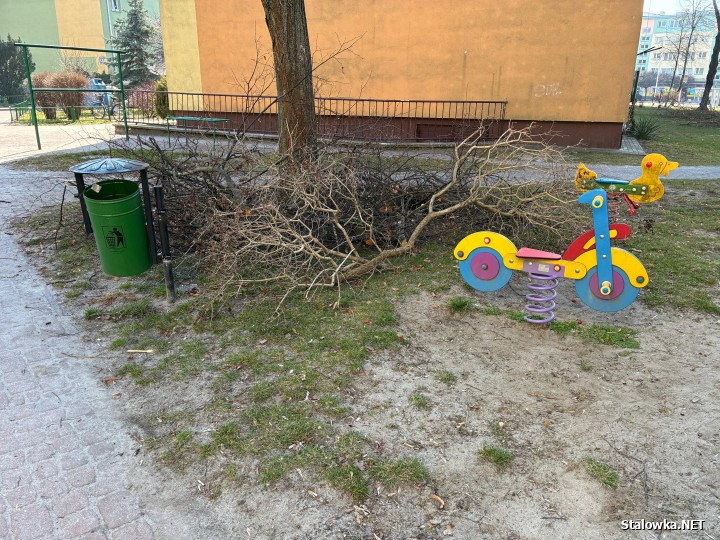 Powraca temat przycinki drzew na wiosnę. Jeden z Czytelników Stalowka.NET zwraca uwagę na ulicę Czarnieckiego, między blokami 9 i 11.