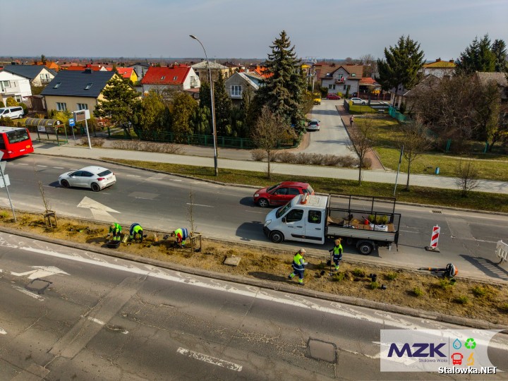 Zazieleniają się kolejne pasy drogowe wzdłuż Alej Jana Pawła II w Stalowej Woli.