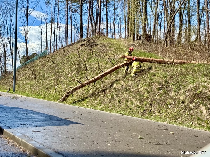 Powalone drzewo na drodze dojazdowej do obwodnicy.