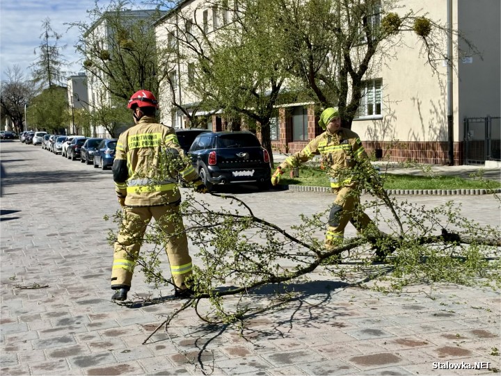 Powalone drzewa na ulicy Narutowicza.
