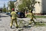 Powalone drzewa na ulicy Narutowicza.