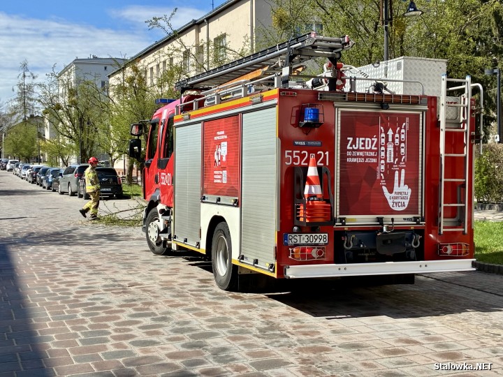 Powalone drzewa na ulicy Narutowicza.