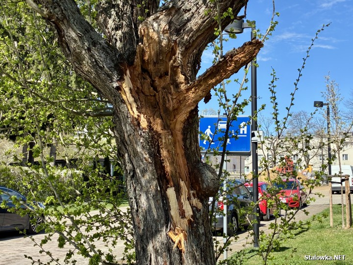 Spróchniałe drzewo na Narutowicza.