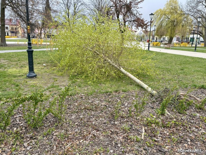 Przewrócone młode drzewo na rynku w Rozwadowie.