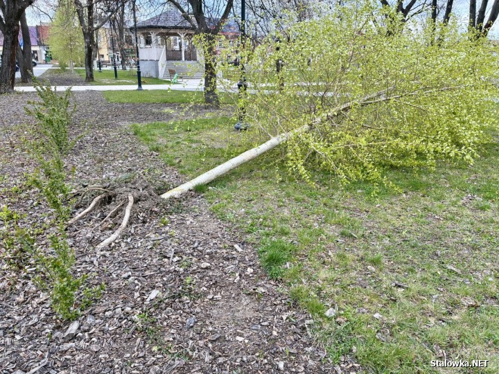 Przewrócone młode drzewo na rynku w Rozwadowie.