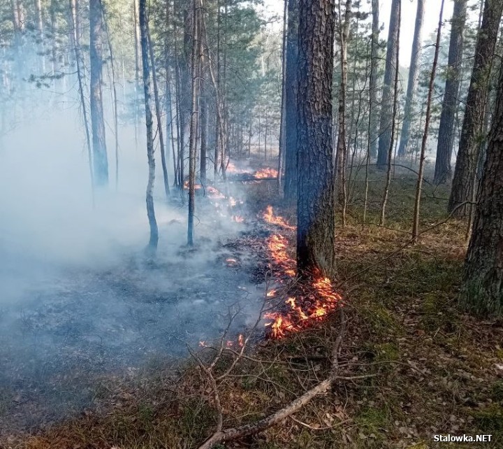Dwaj mężczyźni podpalili las. Spłonęło 2,5 hektara.