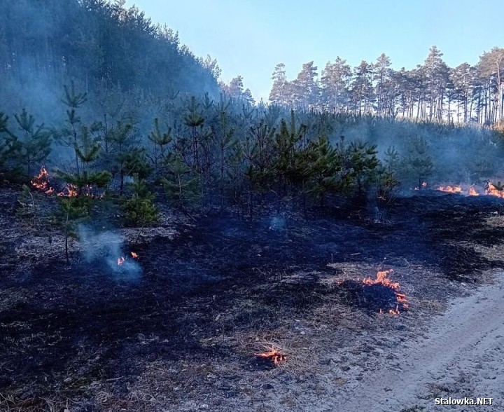 Dwaj mężczyźni podpalili las. Spłonęło 2,5 hektara.