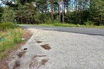 Rozpoczyna się przebudowa ulicy Przyszowskiej w Stalowej Woli. Na odcinku 2,2 km powstaną dwa ronda i dojazdy do przyszłych dróg gminnych. Otrzymały one status rygoru natychmiastowej wykonalności.