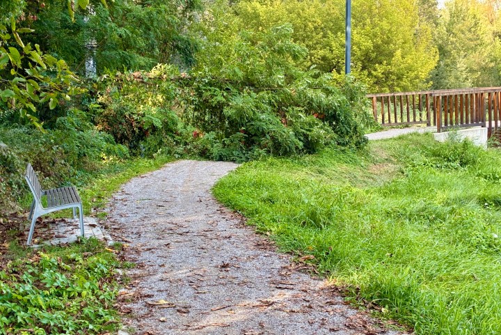 W Parku Zimnej Wodu runęło drzewo. Powalone leży na ścieżce.