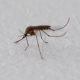 Stalowa Wola: Miasto zapowiada walkę z komarami