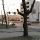 Stalowa Wola: Kontrowersyjna przycinka drzew na ulicy Popiełuszki-ciąg dalszy