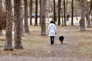 Władze Stalowej Woli chcą przeprowadzić wśród właścicieli psów akcję czipowania ich na koszt gminy.