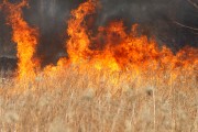 Ogień rozprzestrzeniał się bardzo szybko i objął swoim zasięgiem kilka hektarów.