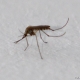 Stalowa Wola: Walka z larwami komarów wciąż trwa