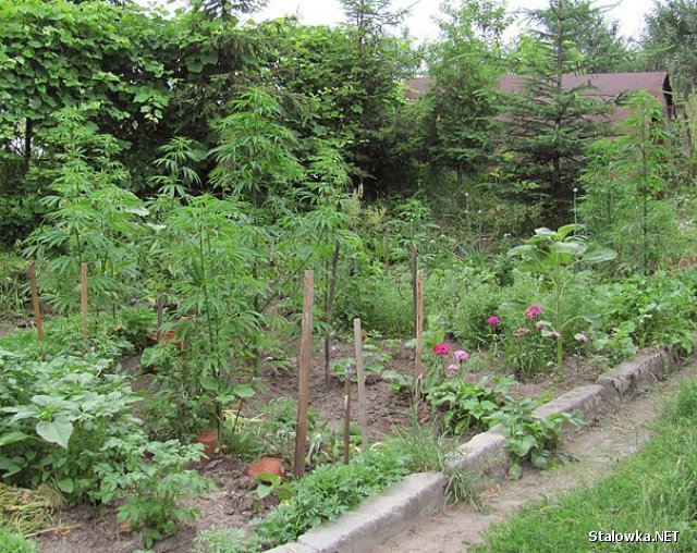 Ogród 61-letaniej kobiety, która sadziła konopie do odstraszania owadów. Policja przesłuchała kobietę.