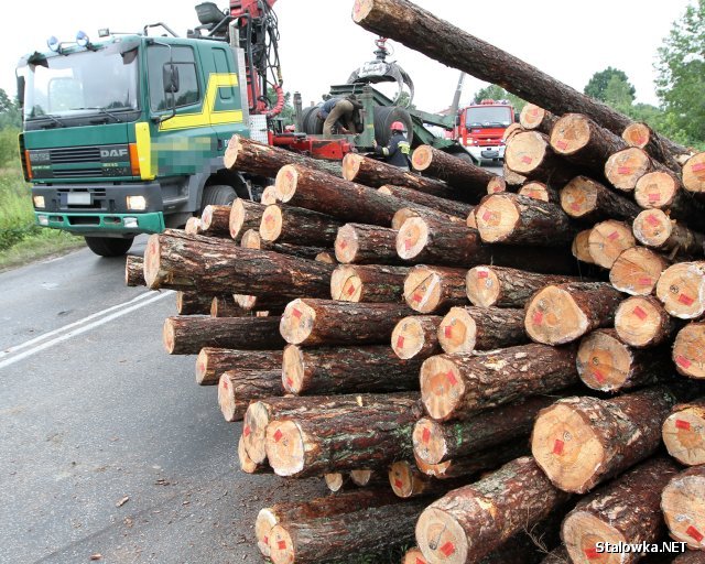 Policja zatrzymała czterech mężczyzn, którzy w ubiegłym tygodniu nielegalnie wycięli 13 drzew w kompleksie leśnym Zarogi w Zaklikowie.