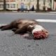 Stalowa Wola: Piękne zwierzę zabite na ulicy