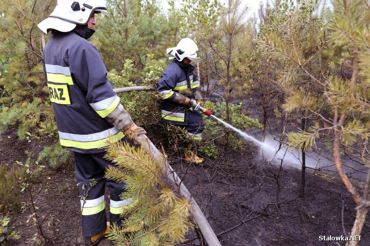 Pożar młodnika w miejscowości Lipa w Powiecie Stalowowolskim.
