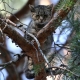 Stalowa Wola: Kot siedział dwa dni na drzewie. Nie miał go kto ściągnąć