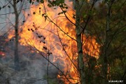 W lasach na terenie powiatu stalowowolskiego obowiązuje trzeci, najwyższy stopień zagrożenia pożarowego. Wysoka temperatura i wilgotność ściółki wynosząca około 10% nie sprzyja strażakom w walce z żywiołem.