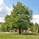 Stalowa Wola: Coraz mniej drogocennych starych drzew w Stalowej Woli