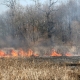 Stalowa Wola: Pożar traw nieopodal rezerwatu przyrody