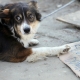 Stalowa Wola: Przywiązała psa do znaku drogowego, żeby znalazł sobie dom