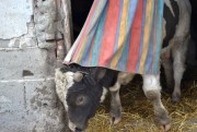Prokuratura Rejonowa w Stalowej Woli ponownie pochyli się nad sprawą półdzikich krów, które mimo że mają właściciela, chodzą samopas po gminie Zaleszany, terroryzując mieszkańców.