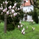 Stalowa Wola: W Parku Lubomirskich zakwitły magnolie