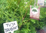  Podczas sobotniego Drzewka za makulaturę studenci Inżynierii Środowiska Katolickiego Uniwersytetu Lubelskiego w Stalowej Woli rozdawali sadzonki.