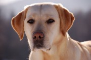 Labrador ze wzgędu na swe cechy często jest wykorzystywany w dogoterapii