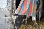 Sąd Rejonowy w Stalowej Woli orzekł przepadek bydła należącego do jednej z mieszkanek wsi.