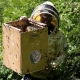 Stalowa Wola: Roje pszczół w centrum Stalowej Woli