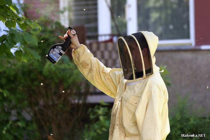 Strażacy mają pełne ręce roboty Od wczoraj odebrali kilka zgłoszeń o rojach pszczół, które pojawiły się w Stalowej Woli.