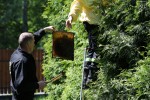 Strażacy mają pełne ręce roboty Od wczoraj odebrali kilka zgłoszeń o rojach pszczół, które pojawiły się w Stalowej Woli.
