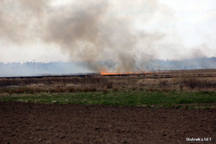 Unoszący się dym było widać z kilkunastu kilometrów. Pożarowi sprzyjał silny wiatr, który utrudniał akcję gaśniczą straż pożarnej.