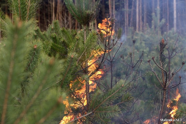 Na miejsce przyjechała straż leśna oraz policja. Ustalono, że były cztery źródła pożaru a przyczyną popalenie.