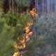 Stalowa Wola: Ktoś podpalił las. Spłonęło dwa hektary młodnika