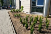Około 600 iglaków, ozdobnych drzewek i roślin pojawi się wokół wspólnego budynku Sądu Rejonowego i Prokuratury Rejonowej w Stalowej Woli przy ul. ks. J. Popiełuszki.