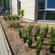 Stalowa Wola: Nowe rośliny wokół Pałacu Sprawiedliwości. Za kilkanaście tysięcy złotych