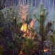 Stalowa Wola: W lasach trzeci, najwyższy stopień zagrożenia pożarowego