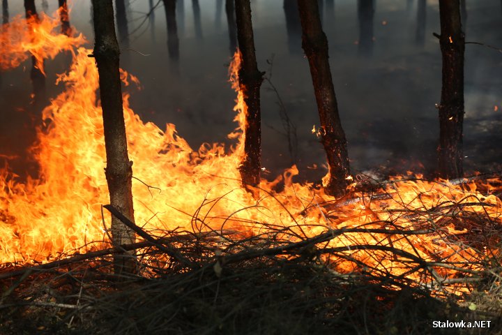 Pysznica: płonie 12 hektarów lasów.