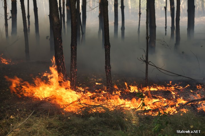 Pysznica: płonie 12 hektarów lasów.