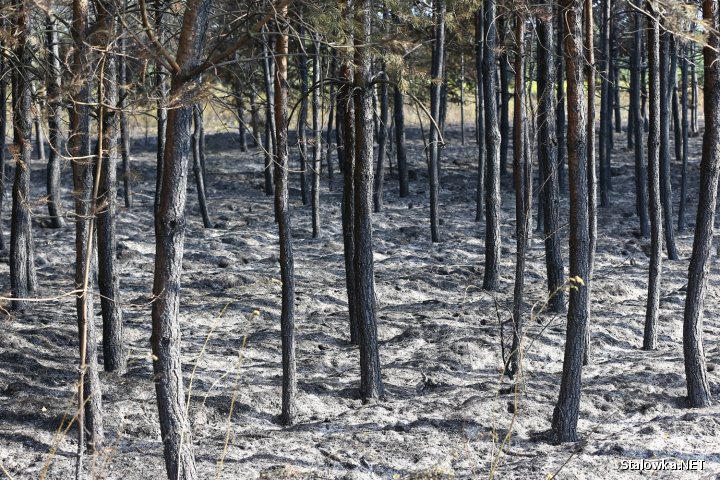 Zabudowa oraz las zostały obronione przed ogniem. Trwa dogaszanie pożaru oraz liczenie strat.