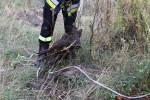 Ma miejsce przyjechała straż pożarna. Strażacy przy pomocy liny wyciągnęli 50-kilowe zwierzę a następnie wypuścili je na wolność. Dzik uciekł do pobliskiego lasu.