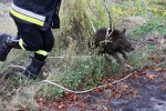Ma miejsce przyjechała straż pożarna. Strażacy przy pomocy liny wyciągnęli 50-kilowe zwierzę a następnie wypuścili je na wolność. Dzik uciekł do pobliskiego lasu.