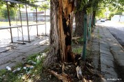 Brak ogrodzenie, oświetlenia, handlujących jak na lekarstwo, zniszczony drzewostan - radna miejska Maria Chojnacka zwróciła się do władz miejskich z prośbą o interwencję w sprawie targowiska przy ulicy Poprzecznej w Rozwadowie.